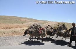 Donkeys carrying firewood in Bamiyan